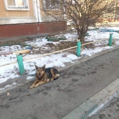 Подробнее об объявлении «Найдена собака потерявшаяся собака Нижний Новгород» Фото: найдена собака  «Найдена собака потерявшаяся собака Нижний Новгород» в г. Нижний Новгород