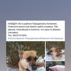 Подробнее об объявлении «Найдена собака кобель Москва» Фото: найдена собака  «Найдена собака кобель Москва» в г. Москва