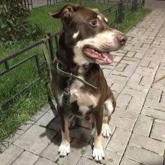 Подробнее об объявлении «Найдена собака кобель Санкт-Петербург» Фото: найдена собака  «Найдена собака кобель Санкт-Петербург» в г. Санкт-Петербург