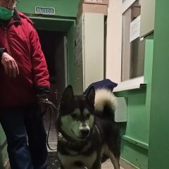Подробнее об объявлении «Найдена собака кобель хаски / маламут Москва» Фото: найдена собака Аляскинский маламут «Найдена собака кобель хаски / маламут Москва» в г. Москва