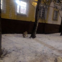 Подробнее об объявлении «Найдена собака Москва» Фото: найдена собака  «Найдена собака Москва» в г. Москва
