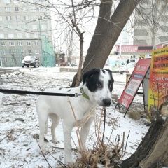 Подробнее об объявлении «Найдена собака Красноярск» Фото: найдена собака  «Найдена собака Красноярск» в г. Красноярск