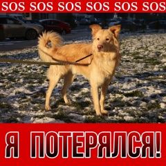 Подробнее об объявлении «Найдена собака кобель Пироговский» Фото: найдена собака  «Найдена собака кобель Пироговский» в г. Пироговский