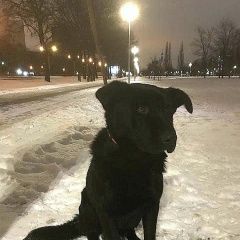 Подробнее об объявлении «Найдена собака кобель крупный чёрный кобель Санкт-Петербург» Фото: найдена собака  «Найдена собака кобель крупный чёрный кобель...» в г. Санкт-Петербург