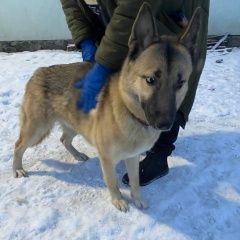 Подробнее об объявлении «Найдена собака в е Мурманск» Фото: найдена собака  «Найдена собака в е Мурманск» в г. Мурманск