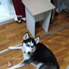 Подробнее об объявлении «Найдена собака хаска девочка Красноярск» Фото: найдена собака Сибирская хаски «Найдена собака хаска девочка Красноярск» в г. Красноярск