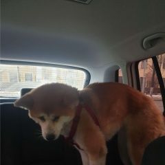 Подробнее об объявлении «Воронеж Найдена собака» Фото: найдена собака Акита-ину «Воронеж Найдена собака» в г. Воронеж