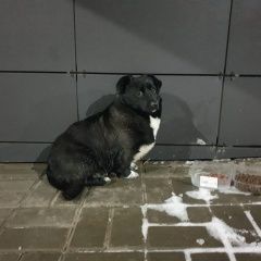 Подробнее об объявлении «Найдена собака малыш коротколапик Москва» Фото: найдена собака  «Найдена собака малыш коротколапик Москва» в г. Москва