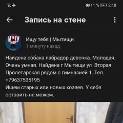 Подробнее об объявлении «Найдена собака Мытищи» Фото: найдена собака Лабрадор ретривер «Найдена собака Мытищи» в г. Мытищи