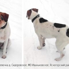 Подробнее об объявлении «Найдена собака русская пегая гончая Ясногорск» Фото: найдена собака Гончая «Найдена собака русская пегая гончая Ясногорск» в г. Ясногорск