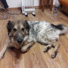 Подробнее об объявлении «Коломна Пропала собака» Фото: пропала собака  «Коломна Пропала собака» в г. Коломна