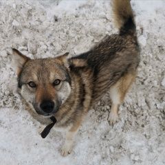 Подробнее об объявлении «Казань Найдена собака-подросток» Фото: найдена собака  «Казань Найдена собака-подросток» в г. Казань