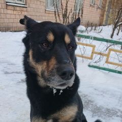 Подробнее об объявлении «Найдена собака кобель взрослый послушный пёс Химки» Фото: найдена собака  «Найдена собака кобель взрослый послушный пёс Химки» в г. Химки