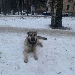 Подробнее об объявлении «Найдена собака в районе метро черная речка Санкт-Петербург» Фото: найдена собака  «Найдена собака в районе метро черная речка...» в г. Санкт-Петербург