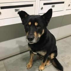 Подробнее об объявлении «Найдена собака кобель Химки» Фото: найдена собака  «Найдена собака кобель Химки» в г. Химки