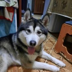 Подробнее об объявлении «Найдена собака кобель маламут Уфа» Фото: найдена собака Сибирская хаски «Найдена собака кобель маламут Уфа» в г. Уфа