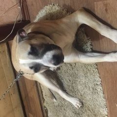 Подробнее об объявлении «Найдена собака Новокузнецк» Фото: найдена собака  «Найдена собака Новокузнецк» в г. Новокузнецк
