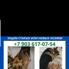 Подробнее об объявлении «Найдена собака кобель овчарка кобель Москва» Фото: найдена собака Немецкая овчарка «Найдена собака кобель овчарка кобель Москва» в г. Москва