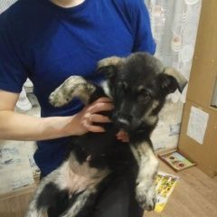 Подробнее об объявлении «Найдена собака кобель щенок фрунзенский район Санкт-Петербург» Фото: найдена собака  «Найдена собака кобель щенок фрунзенский район...» в г. Санкт-Петербург