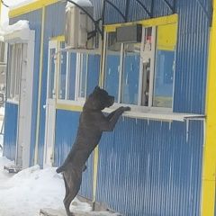 Подробнее об объявлении «Дмитров Найдена собака» Фото: найдена собака  «Дмитров Найдена собака» в г. Дмитров