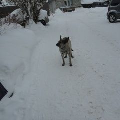 Подробнее об объявлении «Найдена собака кобель упитанный ушастик Нижний Новгород» Фото: найдена собака  «Найдена собака кобель упитанный ушастик Нижний...» в г. Нижний Новгород