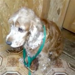 Подробнее об объявлении «Найдена собака спаниель ленинский округ, молоковское пос Москва» Фото: найдена собака Английский кокер-спаниель «Найдена собака спаниель ленинский округ,...» в г. Москва