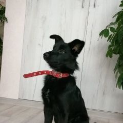 Подробнее об объявлении «Найдена собака кобель Уфа» Фото: найдена собака  «Найдена собака кобель Уфа» в г. Уфа