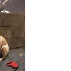 Подробнее об объявлении «Найдена собака около каширской плазы Москва» Фото: найдена собака  «Найдена собака около каширской плазы Москва» в г. Москва