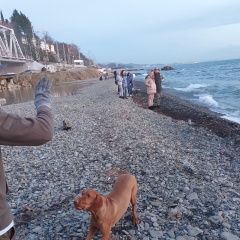Подробнее об объявлении «Найдена собака кобель Сочи» Фото: найдена собака  «Найдена собака кобель Сочи» в г. Сочи