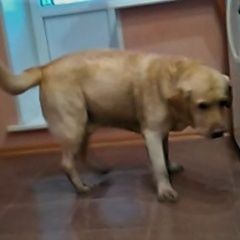 Подробнее об объявлении «Липецк Найдена собака кобель» Фото: найдена собака Лабрадор ретривер «Липецк Найдена собака кобель» в г. Липецк