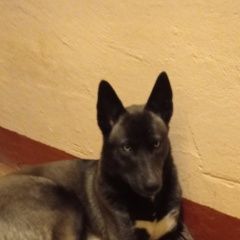 Подробнее об объявлении «Найдена собака Голицыно (Московская обл.)» Фото: найдена собака  «Найдена собака Голицыно (Московская обл.)» в г. Голицыно (Московская обл.)