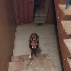 Подробнее об объявлении «Найдена собака красивый пес в подъезде. Москва» Фото: найдена собака  «Найдена собака красивый пес в подъезде. Москва» в г. Москва