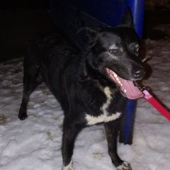 Подробнее об объявлении «Найдена собака кобель  ищем хозяина. Москва» Фото: найдена собака  «Найдена собака кобель  ищем хозяина. Москва» в г. Москва