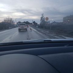 Подробнее об объявлении «Геленджик Найдена собака бегает по трассе один» Фото: найдена собака Лабрадор ретривер «Геленджик Найдена собака бегает по трассе один» в г. Геленджик