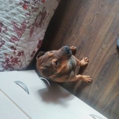 Подробнее об объявлении «Найдена собака кобель щеное Москва» Фото: найдена собака  «Найдена собака кобель щеное Москва» в г. Москва