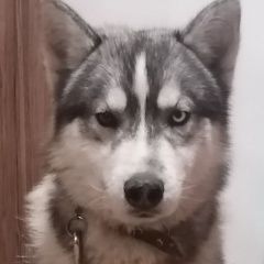 Подробнее об объявлении «Найдена собака кобель хаски кмр Краснодар» Фото: найдена собака Сибирская хаски «Найдена собака кобель хаски кмр Краснодар» в г. Краснодар