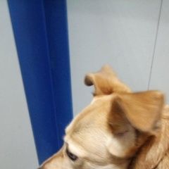 Подробнее об объявлении «Найдена собака новокосино, около мака на носовихе. Реутов» Фото: найдена собака  «Найдена собака новокосино, около мака на...» в г. Реутов