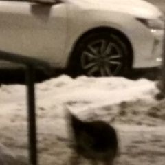 Подробнее об объявлении «Найдена собака Москва» Фото: найдена собака  «Найдена собака Москва» в г. Москва