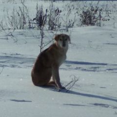 Подробнее об объявлении «Волово Найдена собака кобель рыжий пёс, похоже на ох» Фото: найдена собака  «Волово Найдена собака кобель рыжий пёс, похоже...» в г. Волово