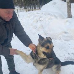 Подробнее об объявлении «Найдена собака Пушкино» Фото: найдена собака Восточно-европейская овчарка «Найдена собака Пушкино» в г. Пушкино