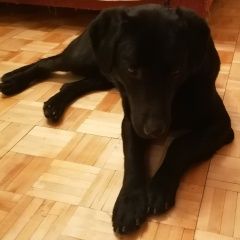 Подробнее об объявлении «Люберцы Найдена собака кобель очень похож на лабрадора» Фото: найдена собака Лабрадор ретривер «Люберцы Найдена собака кобель очень похож на...» в г. Люберцы