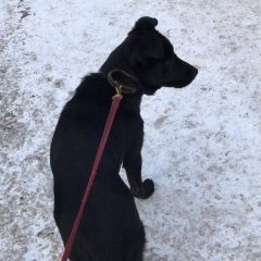 Подробнее об объявлении «Найдена собака кобель щенок, чёрный кобель Москва» Фото: найдена собака  «Найдена собака кобель щенок, чёрный кобель Москва» в г. Москва