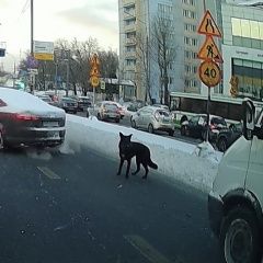 Подробнее об объявлении «Найдена собака была замечена собака Москва» Фото: найдена собака  «Найдена собака была замечена собака Москва» в г. Москва