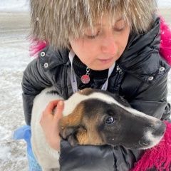 Подробнее об объявлении «Найдена собака ищем владельца Москва» Фото: найдена собака  «Найдена собака ищем владельца Москва» в г. Москва