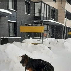 Подробнее об объявлении «Обнинск Найдена собака немецкая овчарка» Фото: найдена собака Немецкая овчарка «Обнинск Найдена собака немецкая овчарка» в г. Обнинск