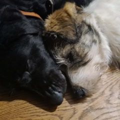 Подробнее об объявлении «Найдена собака две собаки Троицк» Фото: найдена собака Лабрадор ретривер «Найдена собака две собаки Троицк» в г. Троицк