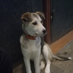 Подробнее об объявлении «Найдена собака Нижний Новгород» Фото: найдена собака  «Найдена собака Нижний Новгород» в г. Нижний Новгород