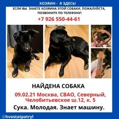 Подробнее об объявлении «Найдена собака Москва» Фото: найдена собака  «Найдена собака Москва» в г. Москва