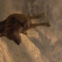 Подробнее об объявлении «Найдена собака Нижний Новгород» Фото: найдена собака  «Найдена собака Нижний Новгород» в г. Нижний Новгород