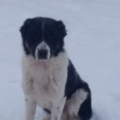 Подробнее об объявлении «Найдена собака кобель Венев» Фото: найдена собака Среднеазиатская овчарка «Найдена собака кобель Венев» в г. Венев